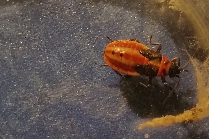 Di quale insetto si tratta ? ninfa di Lygaeus creticus Lygaeidae)